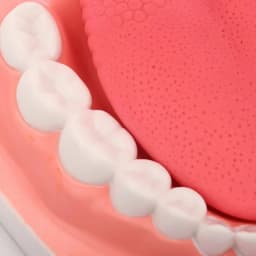 Enlargement Oral Teaching Dental Material Dentistry Consumables Prosthesis Dental Anatomy Model Tongue