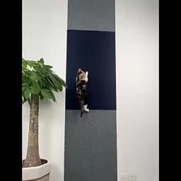Self-Adhesive Cat Scratching Mat Trimmable Cat Carpet Cat Scratching Carpet Corner Wall Cat DIY Scratch Sofa Furniture Protector
