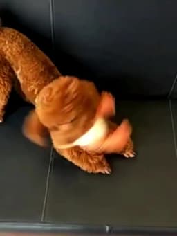 Pets Dog Chew Stuffed Funny Dinosaur Shape Cats Corn Wool Vocal Toy Apply To Training Exercise Simulation Animal Chihuahua Toys