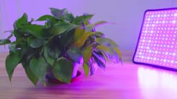 LED Plant Grow Light Full Spectrum Quantum Board Phytolamp Indoor Hydroponics Greenhouse Tent Grow Box Flower Cultivation Lamp