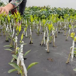 200M PE Grafting Tape Film Self-adhesive for Fruit Tree Nursery Plants Seedlings Vine Floristry Tomato Grafting Supplies Stretch