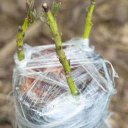 200M PE Grafting Tape Film Self-adhesive for Fruit Tree Nursery Plants Seedlings Vine Floristry Tomato Grafting Supplies Stretch