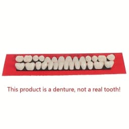 28pcs Dental Training Model Permanent Teeth Model Resin Denture Teeth Teaching Props Dentistry Technician Practice