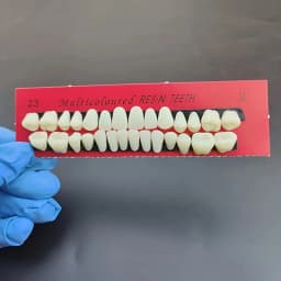 28pcs Dental Training Model Permanent Teeth Model Resin Denture Teeth Teaching Props Dentistry Technician Practice