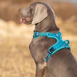 Truelove Pet Harness Nylon Webbing with Bright Reflection Adjutable Aluminum Alloy for Big Medium Small Dog TLH56512