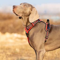 Truelove Pet Harness Nylon Webbing with Bright Reflection Adjutable Aluminum Alloy for Big Medium Small Dog TLH56512