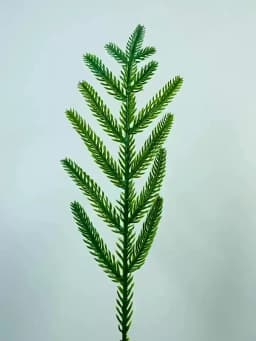 10pcs Christmas Artificial Norfolk Pine Branches Faux Greenery Stems Lifelike for Vase Table Centerpieces Home Holiday Decor