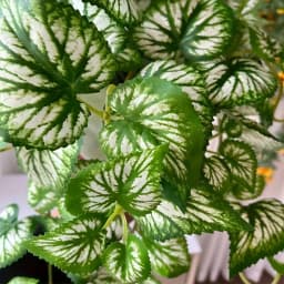 Simulated Vine Plant Perilla Leaves, Living Room Decoration, Christmas, Wedding Decoration, Home Decoration, Outdoor Decoration