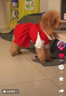 Puppy Bow Knot Dress Set Winter Warm Dog Clothes Pet Christmas Princess Dress Teddy Solid Color Skirt Send Clip