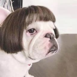 NONOR Pet Wigs Cosplay Props Funny Dogs Cats Cross-Dressing Hair Hat Costumes Head Accessories for Halloowen Christmas Supplies