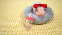 Lifelike Reborn Pig Dolls Mini Soft Silicone Pig Doll Cute Miniature Reborn Pig Doll Kid Birthday Christmas Gifts