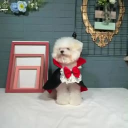 Dogs Halloween Vampire Cape Prince Puppy Pet Cosplay Clothes for Small Medium Dogs Christmas Dress Up Festival Outfits