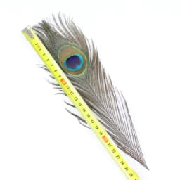 Natural Peacock Feathers DIY Craft Vase Home Decor Wedding Party Decoration Halloween Christmas Costume Performance DIY Art