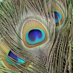 Natural Peacock Feathers DIY Craft Vase Home Decor Wedding Party Decoration Halloween Christmas Costume Performance DIY Art