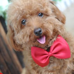 100pcs/lot Pet Christmas Gift For Dog Cute Bow Tie Cat Neck Tie Pet Grooming Accessories 20 Colors Adjustable Bows For Neck