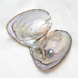 50PCs/Lot 10PCs/Lot Vacuum Pack Oyster Wish Pearl About 7-8mm Freshwater Pearl Oyster DIY Jewelry Accessories Gift High-quality Pearl Bead
