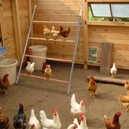 Chicken Perch for Coop with Ladder Design, 104*143cm Outdoor Chicken Perch, Durable Hen Coop Access for Backyard Poultry