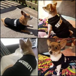 1 Pcs Dog and cat clothes breathable cute letter print thin cartoon pet sleeveless top