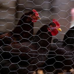Galvanized Chicken Wire Mesh Fencing, Anti-Rust Hexagonal Net for Outdoor Gardening, Protect Plants/Vegetables/Flowers/Fruits from Dogs, Rabbits, Squirrels