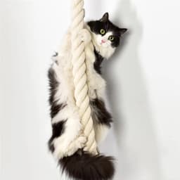 Cat Climbing Shelf and Rope Tree Wall Mounted Scratching Post Sisal Rope Lounging Interactive Play Toys Gym for Indoor Cats