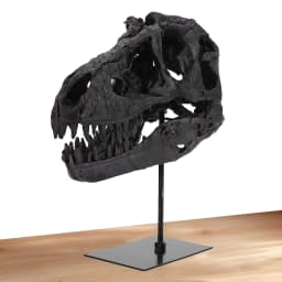 Dinosaur Fossil Figurine Resin Replica Head Sculptures with Bracket Skull Sculptures Home Office Decorations