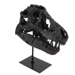 Dinosaur Fossil Figurine Resin Replica Head Sculptures with Bracket Skull Sculptures Home Office Decorations