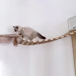 39.4" Cat Bridge for Cage Sisal Rope Ladder Wooden Pet Furniture Kitten Step Scratcher Toys Scratching Post Tree Cat Accessories