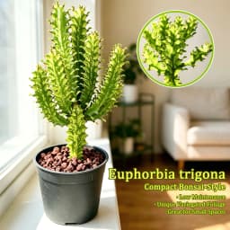 Euphorbia Trigona Succulent Plant - Unique Shape, LushFoliage - Indoor Home Decoration Accent for ModernDesert-Style Homes, Ideal Gift for Plant Beginners