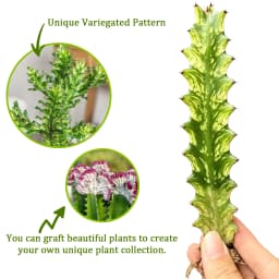 Euphorbia Trigona Succulent Plant - Unique Shape, LushFoliage - Indoor Home Decoration Accent for ModernDesert-Style Homes, Ideal Gift for Plant Beginners