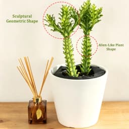 Euphorbia Trigona Succulent Plant - Unique Shape, LushFoliage - Indoor Home Decoration Accent for ModernDesert-Style Homes, Ideal Gift for Plant Beginners