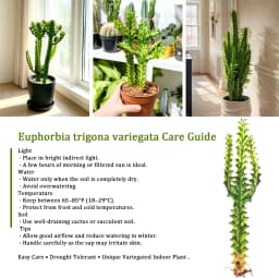 Euphorbia Trigona Succulent Plant - Unique Shape, LushFoliage - Indoor Home Decoration Accent for ModernDesert-Style Homes, Ideal Gift for Plant Beginners