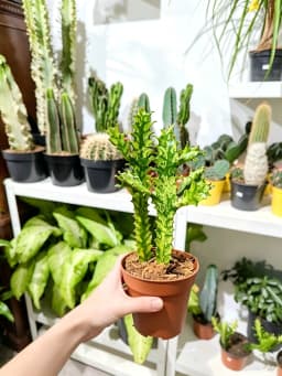 Euphorbia Trigona Succulent Plant - Unique Shape, LushFoliage - Indoor Home Decoration Accent for ModernDesert-Style Homes, Ideal Gift for Plant Beginners