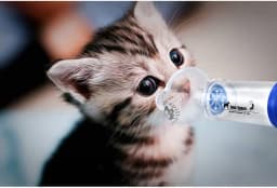 Dog Cat Inhaler Spacer Feline/Cannie Aerosol Chamber Inhaler for Adults Children Cats/Dogs Come with 3 Size Mask and Instruction