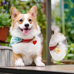 Free Custom Dog ID Tag Personalized Puppy Cat Nameplate Pendant Anti-lost Heart Tags For Collar Gril Boy Dogs Pet Accessories