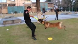 Dog Toys Pet Flying Discs EVA Dog Training Ring Puller Resistant Toys For Dogs Floating Puppy Bite Ring Toy Interactive