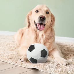 1 Football Random Color Pet Plush Toy for Dogs and Cats to Interact and Play