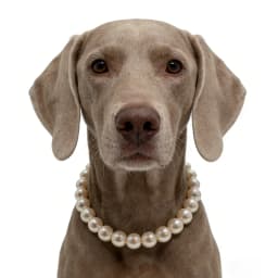 Dog Pearl Collars for Large Dogs Cats Pet Necklace Jewelry Chihuahua Yorkie Girl Clothing Dress Costume Accessories Wire Rope