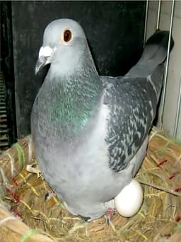 5Pcs Simulated Pigeon Eggs Simulated Fake Eggs Bird Racing Pigeon Hatching Supplies Bird Raising Tools Nest Hatching Eggs
