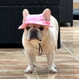 Cute French Bulldog Pet Hats with Ear Holes Adjustable Puppy Dog Cap Hat for Small Medium Dogs Pug Mascotas Accessories Costume