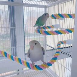 Pet Bird Bite Toys Parrot Color Cotton Rope Toys Elastic Parrot Climbing Toys Sturdy Bird Swing Harness Cage Pet Toy Swing Stand