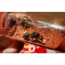 Various Sizes Ant Farm House Bamboo Test Tube Ant Nest Plaster Tube for Ant House Gypsum Pet Anthill Workshop Villa Queen Home