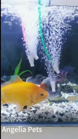 Aquarium Mini Round Mineral Bubble Air Stone Pond Fish Tank Pump Aerator Aeration Hydroponic Oxygen Airstone Accessories 5pcs