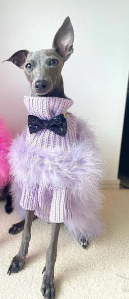 INS new European and American ladies turkey hair autumn and winter warm dog sweater pet warm party pet sweater