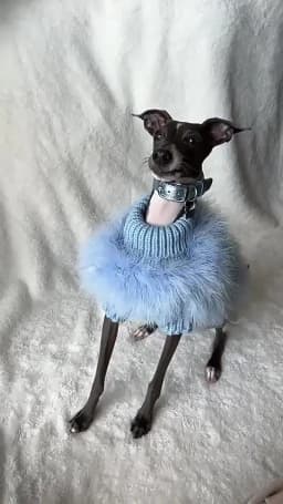 INS new European and American ladies turkey hair autumn and winter warm dog sweater pet warm party pet sweater