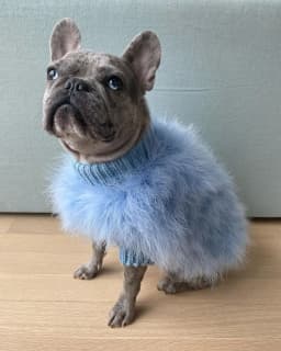 INS new European and American ladies turkey hair autumn and winter warm dog sweater pet warm party pet sweater