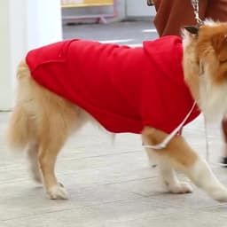 Pet Hoodies for Large Dogs Spring and Autumn Fleece Golden Retriever Sweatshirt with Hat and Zip Pocket Pet Clothing
