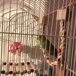 Pet Bird Bite Toys Parrot Color Cotton Rope Toys Elastic Parrot Climbing Toys Sturdy Bird Swing Harness Cage Pet Toy Swing Stand