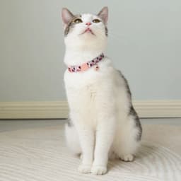 1Pc Colorful Cute Bell Collar Adjustable Buckle Cat Collar Pet Supplies Footprint Personalized Kitten Collar Small Dog Accessory