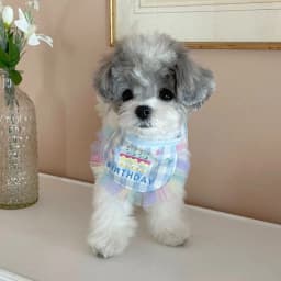 Pet Birthday Bib and Party Hat Cat Puppy Lace Saliva Towel Mini Doggy Bandana Scarf Dog Birthday Dress Up Supplies