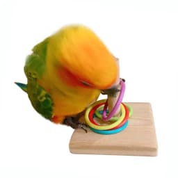 Wooden Bird Toy Parrot Platform Plastic Ring Intelligence Development Parrot Training Toy Bird Chew Bird Toy Puzzle Pet Supplies